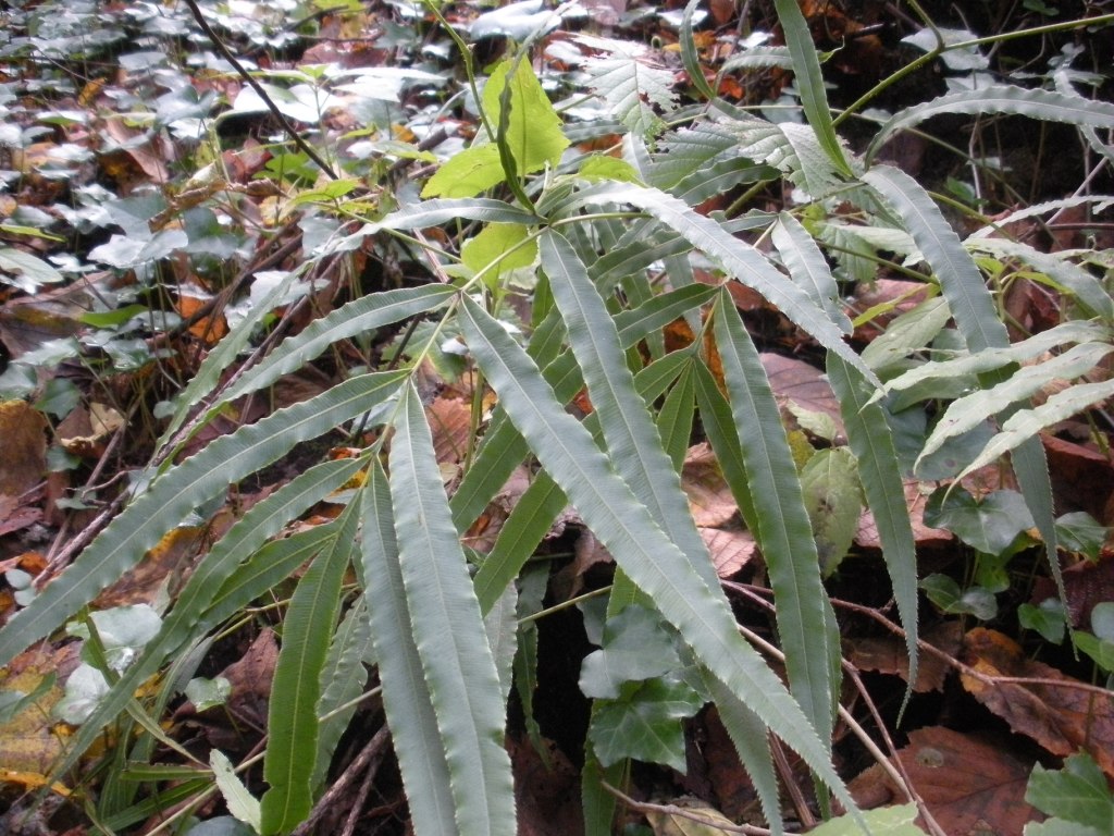 Pteris cretica / Pteride di Creta